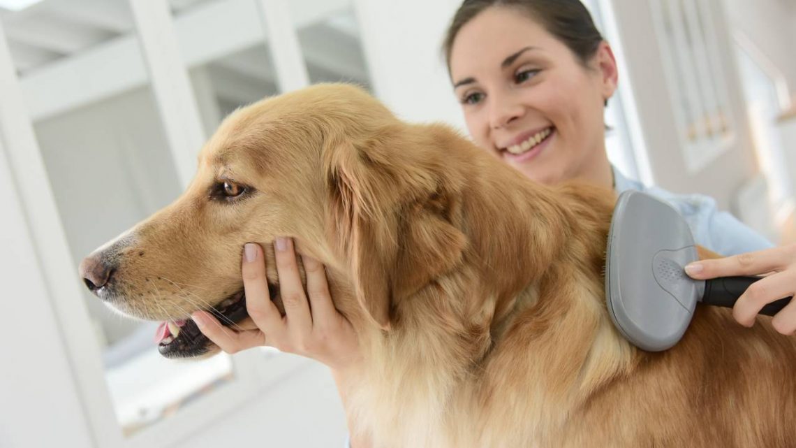 Pet Grooming – Details You Should Know