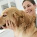 Pet Grooming – Details You Should Know